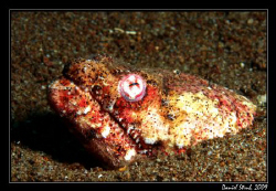 Close up of a crocodile snake eel on the mythic "Pura Vid... by Daniel Strub 
